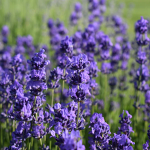 Load image into Gallery viewer, Herb To Body - Lavender Flowers Whole Ultra
